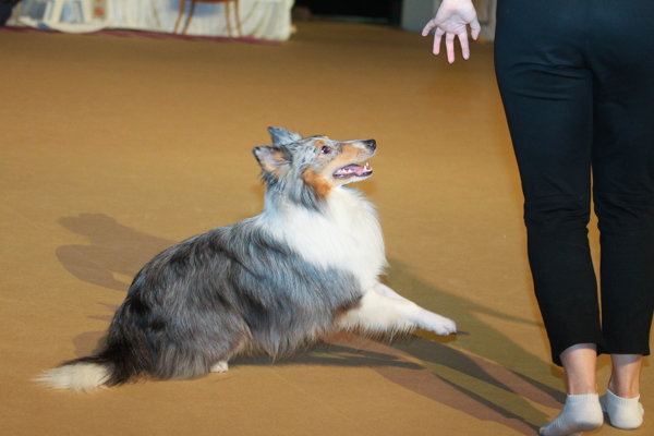 sheltie