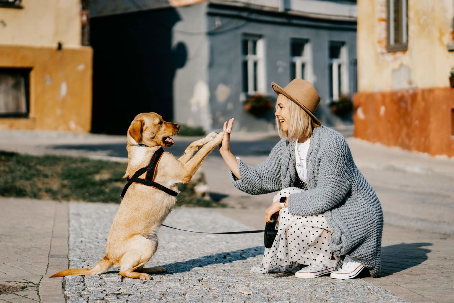 Hund och kvinna gör "high five".