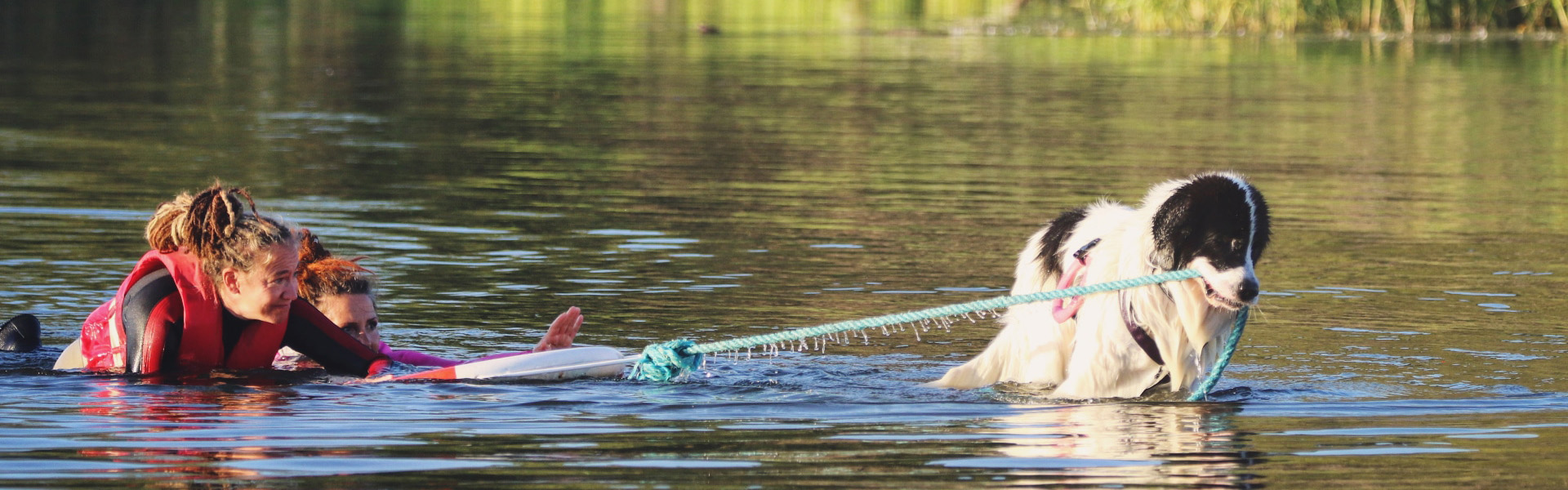 Landseer badar i vatten