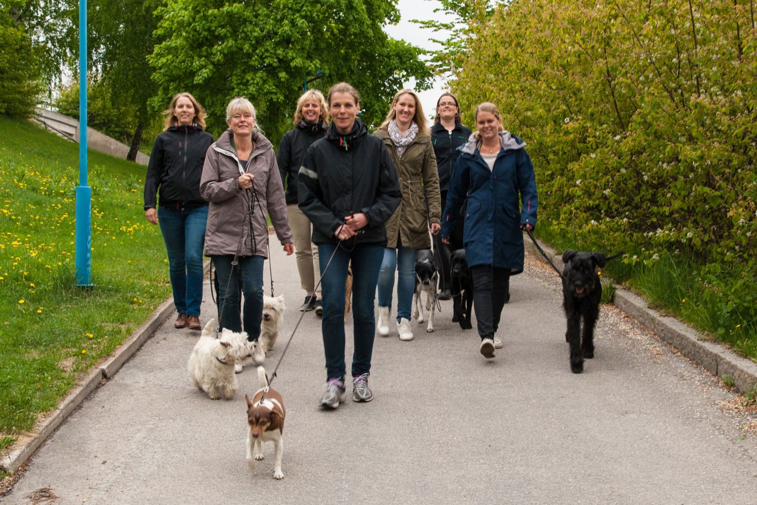 Sju personer ute på promenad med sina hundar