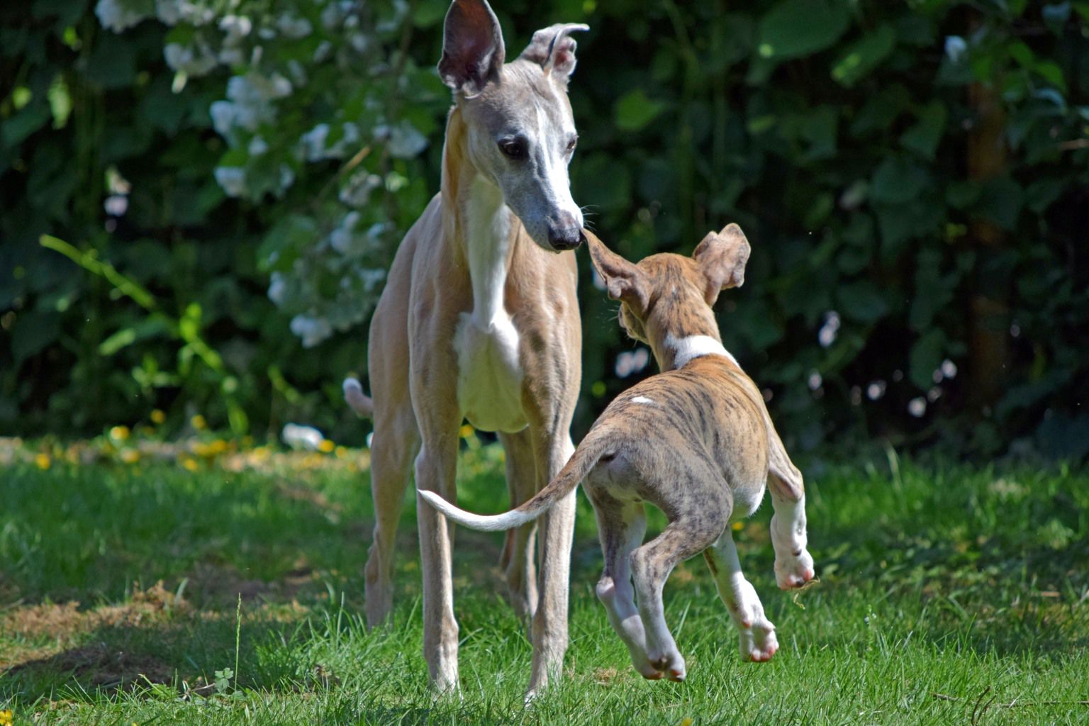 En vuxen hund och en valp hälsar på varandra