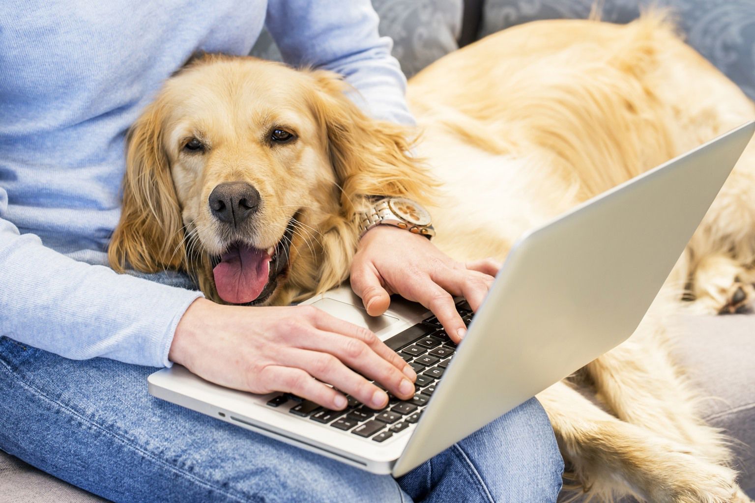 Hund ligger i knät och myser medan ägaren arbetar på sin laptop