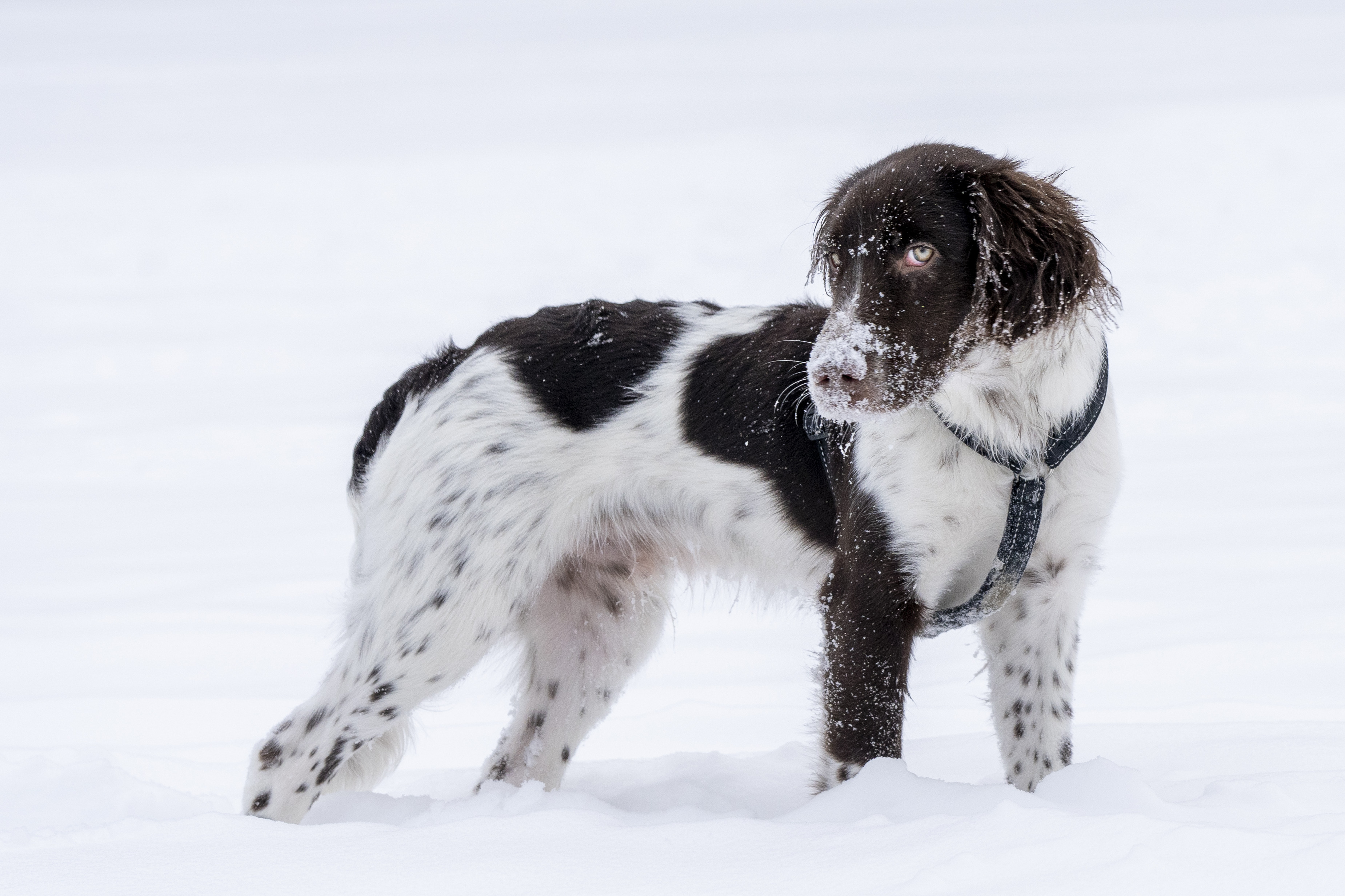 Wachtelhund i snö