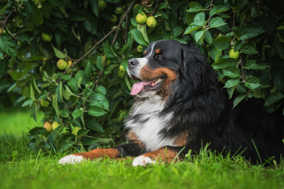 Berner sennenhund